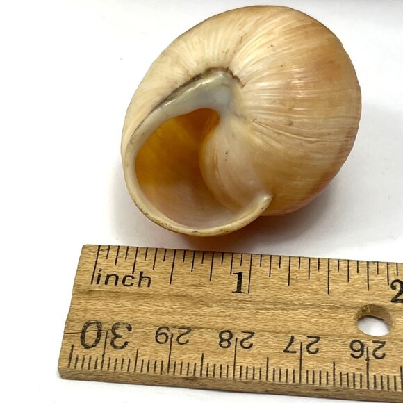 Bag Of Natural Brown & Cream Spiral Snail Shells For Crafts & Decor 1-1.5 Inches - Picture 3 of 3